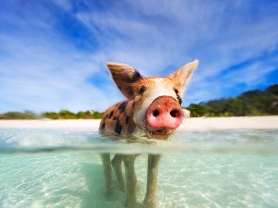 Swim with pigs in George Town