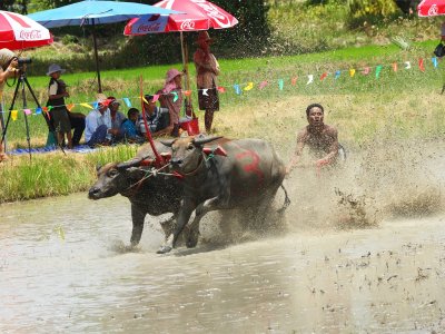 Visit the Buffalo Race in Pattaya