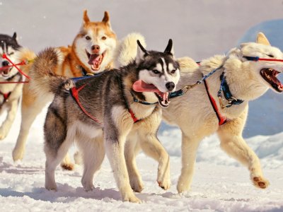 Take a husky sleigh ride in Rovaniemi
