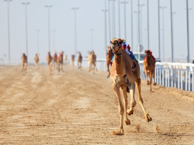See Camel Races in Dubai