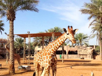 Feed giraffes in Abu Dhabi