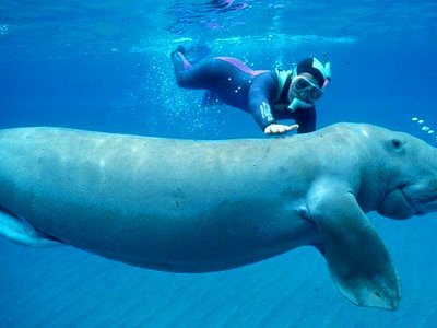 Dive with dugongs in Abu Dhabi