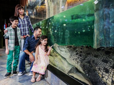 See the King Croc in Dubai