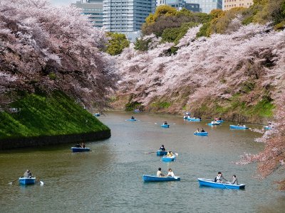 Take a boat ride among the sakura cherry blossom in Tokyo