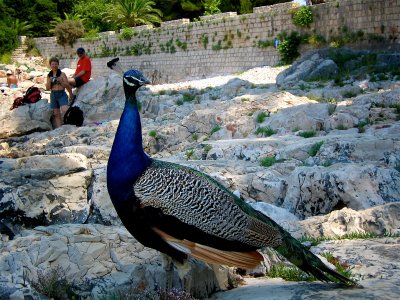 Feed peacocks near the Dead Sea lake in Dubrovnik