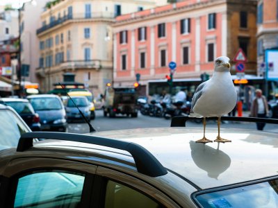 Feed the seagulls near the Tiber in Rome