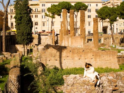 Feed the cats in the ruins of Largo di Torre Argentina in Rome