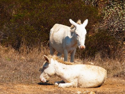 See albino donkeys on Sardinia