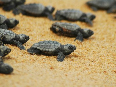 See the birth of turtles Caretta-Caretta on Crete