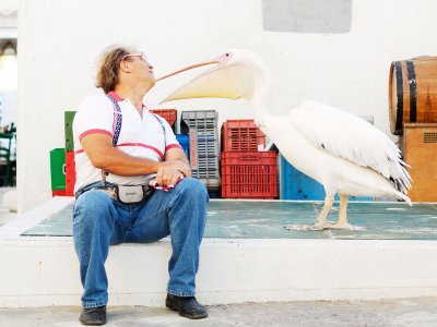 Feed pink pelicans on Mykonos