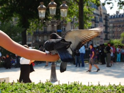 Feed the pigeons in Paris