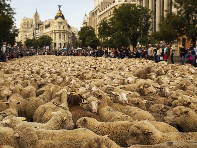 See the procession of sheep through the city in Madrid