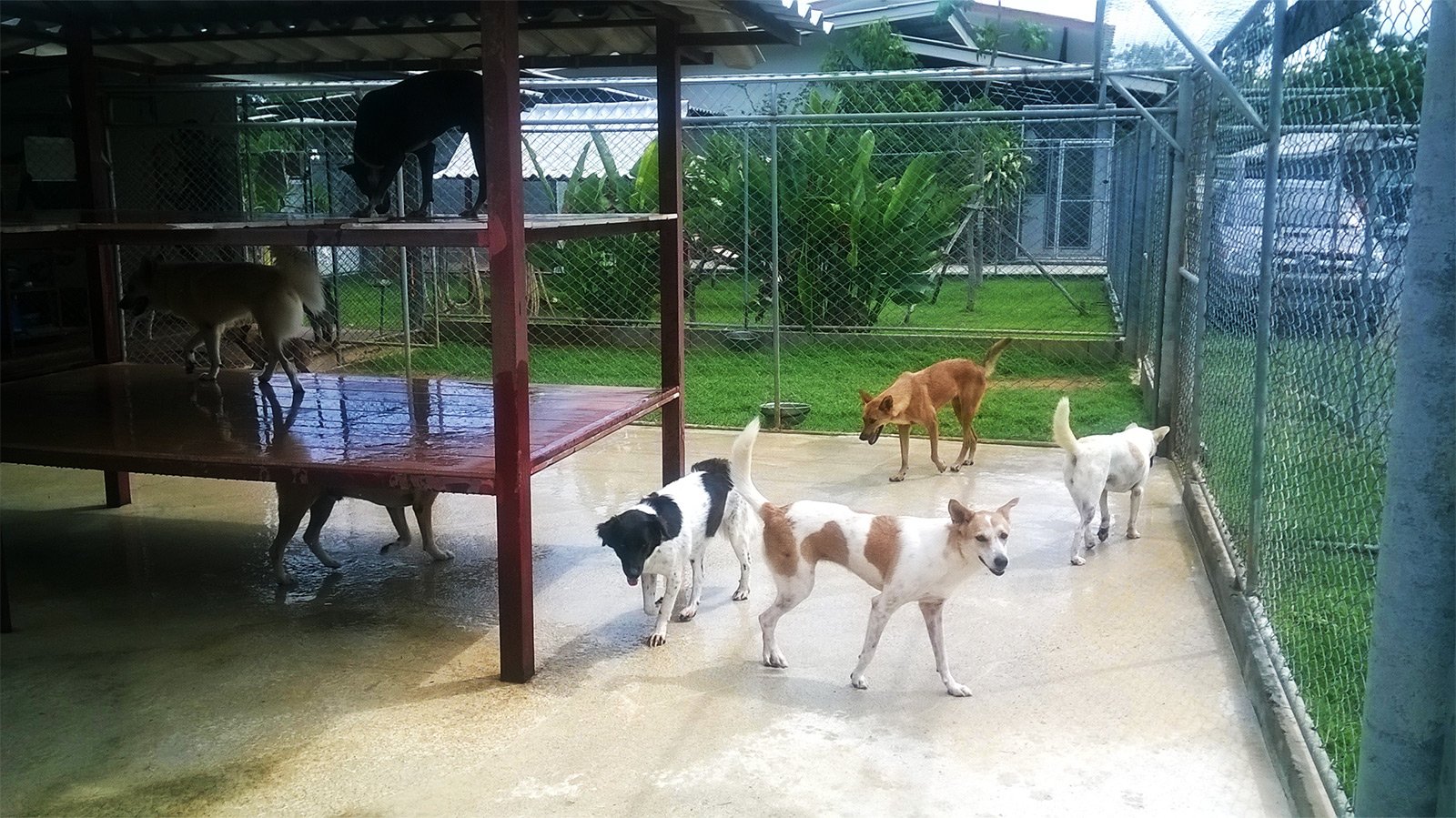Soi Dog Foundation, Phuket