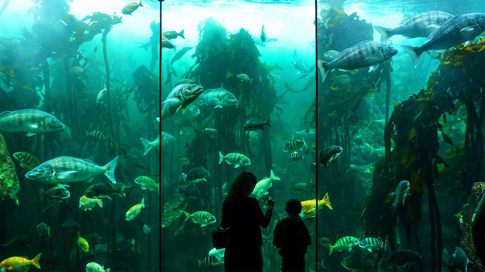 Two Oceans Aquarium, Cape Town
