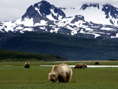 Katmai National Park and Preserve in Anchorage