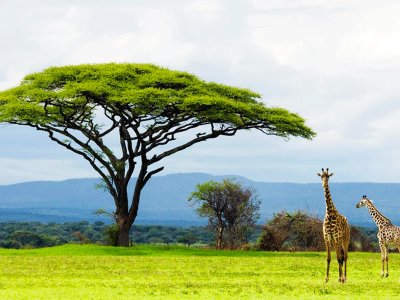 Serengeti national park in Mwanza