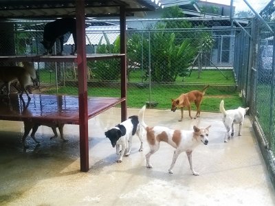 Soi Dog Foundation in Phuket