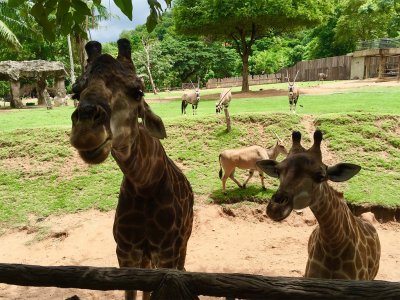 Khao Kheow Open Zoo in Pattaya