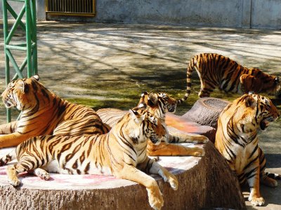 Sriracha Tiger Zoo in Pattaya