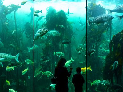 Two Oceans Aquarium in Cape Town