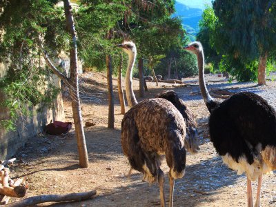 Ostrich Farm & Park on Rhodes