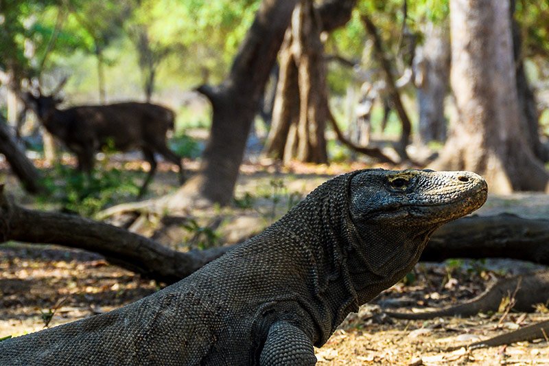 Komod Dragon hunting, Komodo