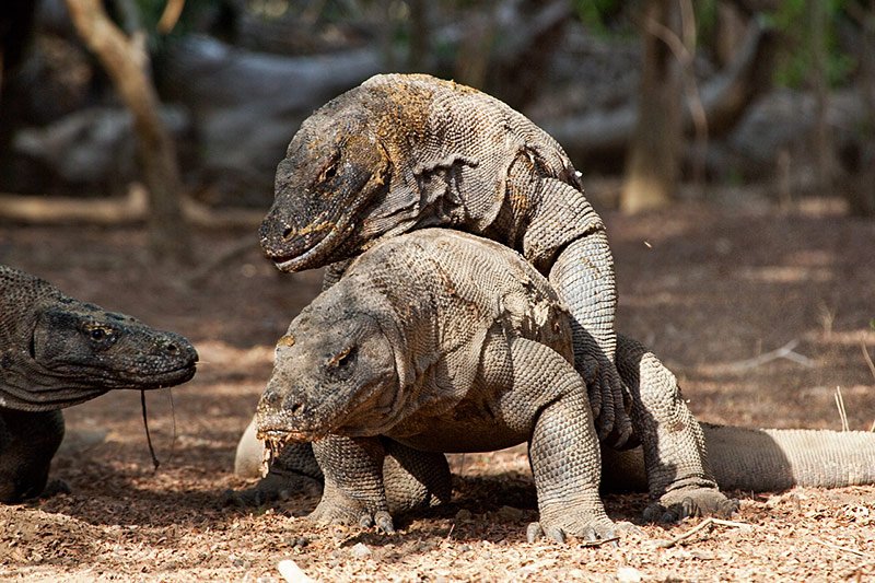 Komodo Dragon embrace, Komodo