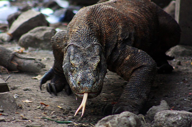 Komodo dragons rarely eat people, Komodo