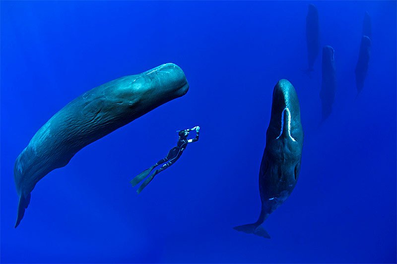 Swimming with sperm whales, Kaikoura