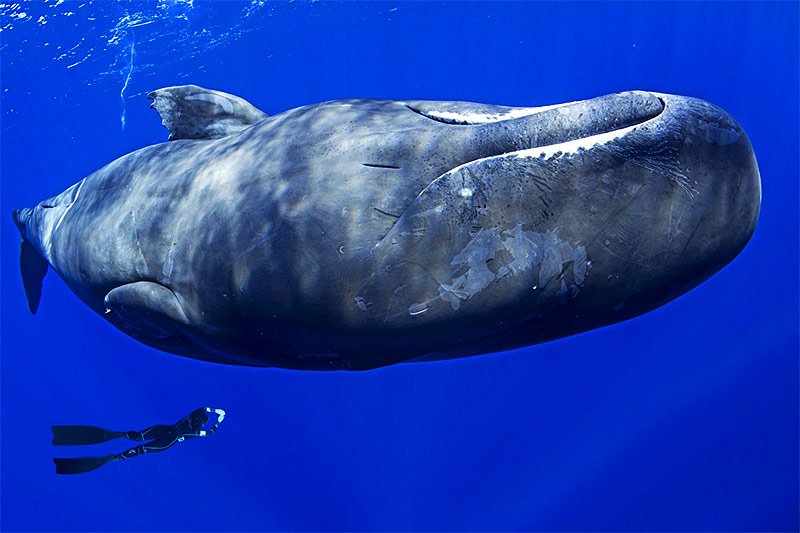 Swimming with sperm whales, Kaikoura