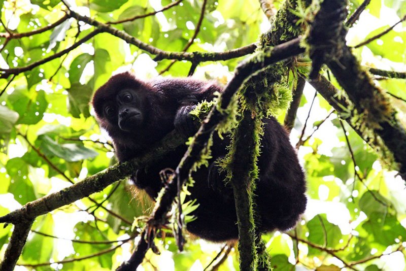 Howler monkey, Granada