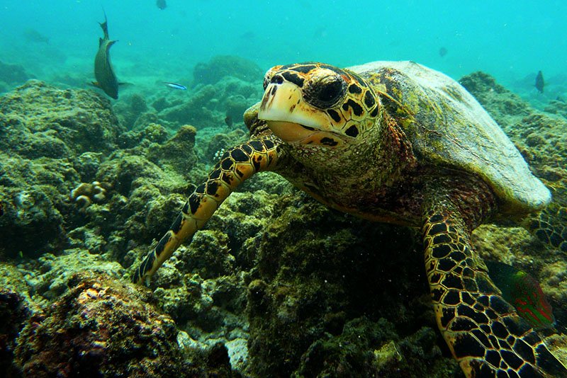 Hawksbill turtle, Managua