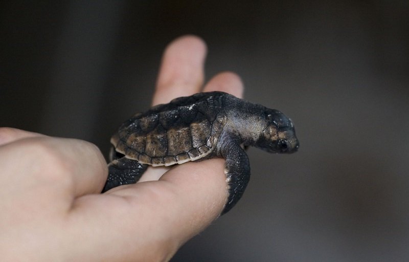 Baby hawksbill turtle, Managua