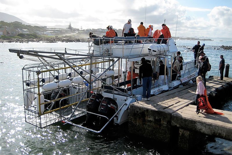 Shark diving preparation, Cape Town