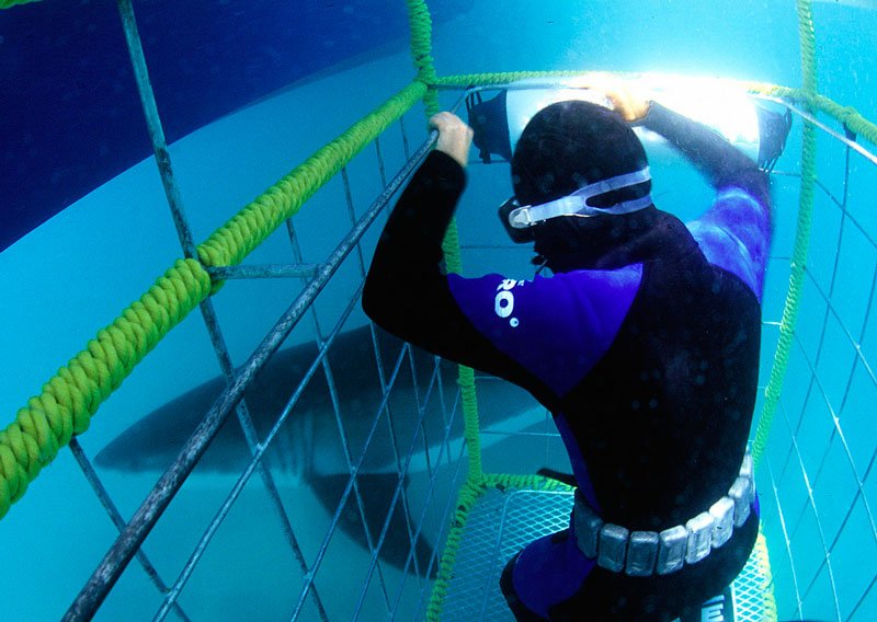 Shark diving in Gansbaai Harbour, Cape Town