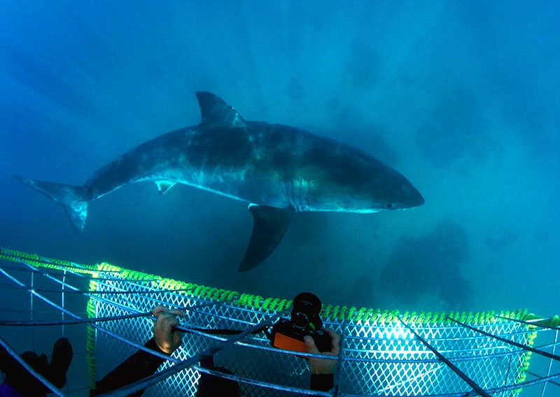 Shark diving, Cape Town