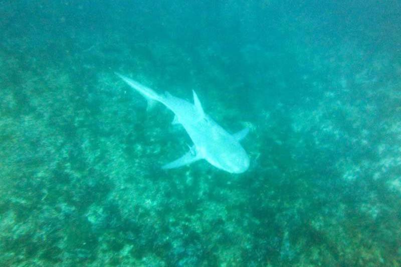 How to feed freshwater sharks in lake Nicaragua in Granada