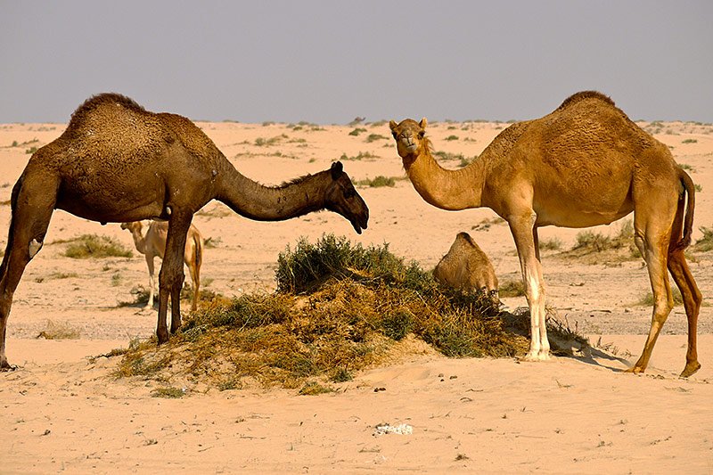 Rub' al Khali desert camels, Dubai