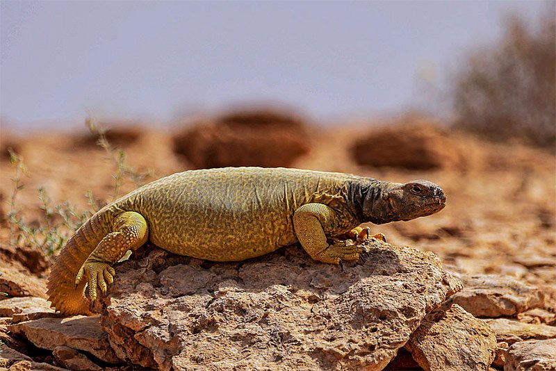 Uromastyx, Dubai