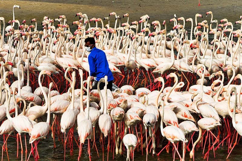Flamingos feeding, Dubai