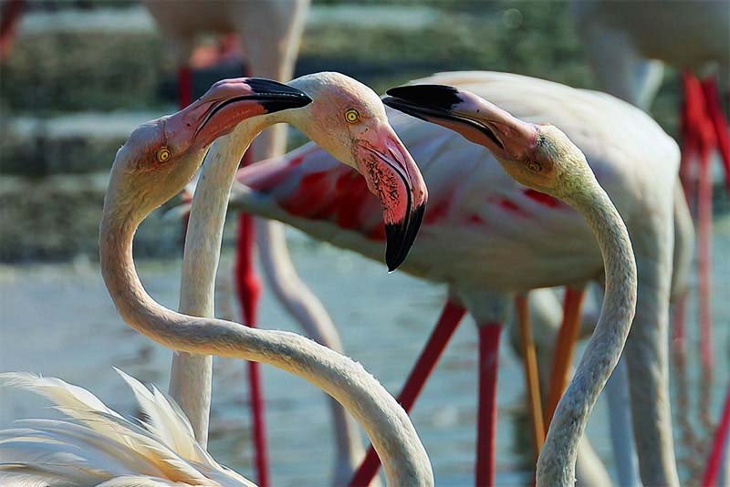 Rose flamingos in Ras Al Khor Wildlife Sanctuary, Dubai
