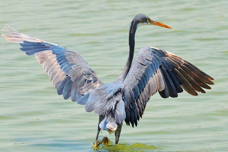 Western reef heron, Dubai