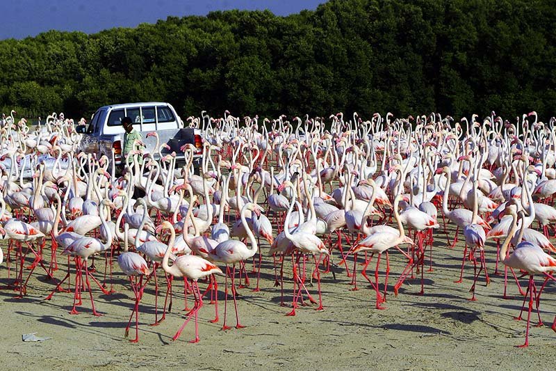 Pink flamingos in Ras Al Khor Wildlife Sanctuary, Dubai