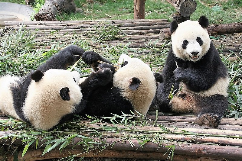 Pandas playing after the dinner, Chengdu