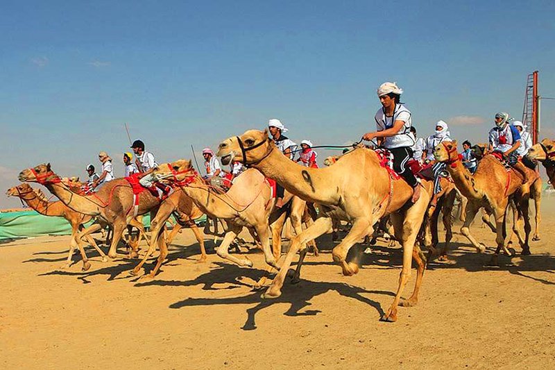 Camel races, Abu Dhabi