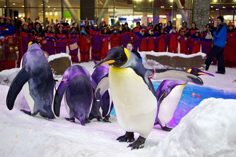 Pinguin show, Dubai