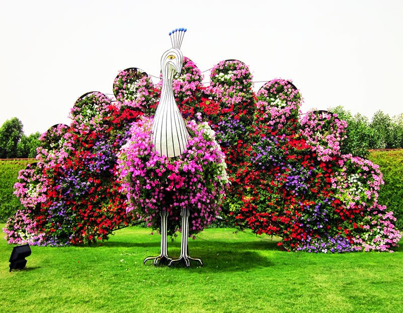 Flower peacock in Dubai Miracle garden, Dubai