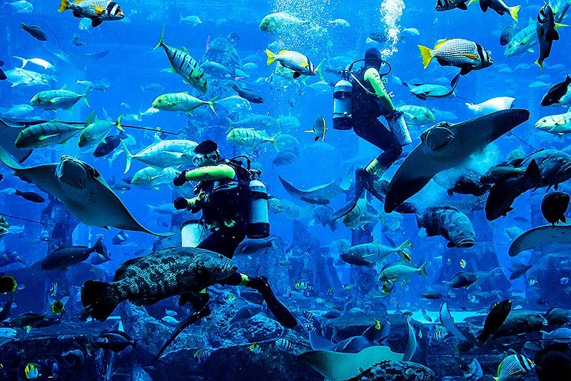 Skate feeding, Dubai