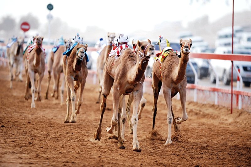 Al Marmoum Camel Race Track, Dubai