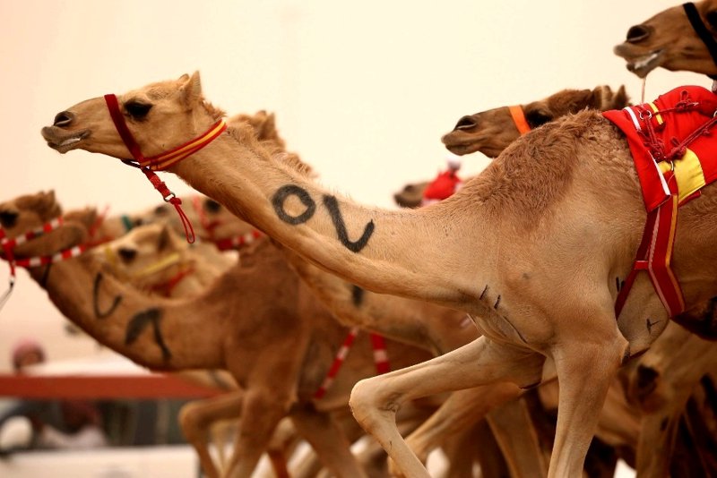 Al Marmoum Camel Race Track, Dubai